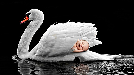 Ein weißer Schwan transportiert ein Neugeborenes
