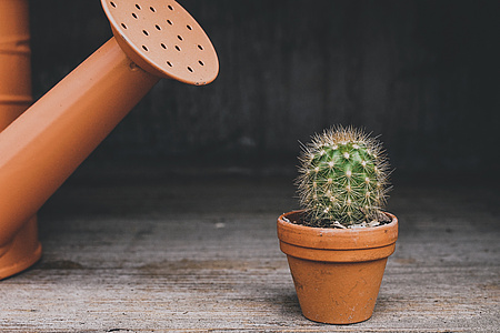 Gießkanne vor Kaktus im Tontopf, Bild von Pixabay